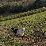 Quinta Dos Castanheiros Holiday home *