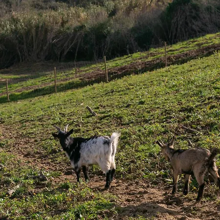 Quinta Dos Castanheiros Casa de Férias *