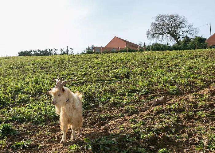 Quinta Dos Castanheiros *