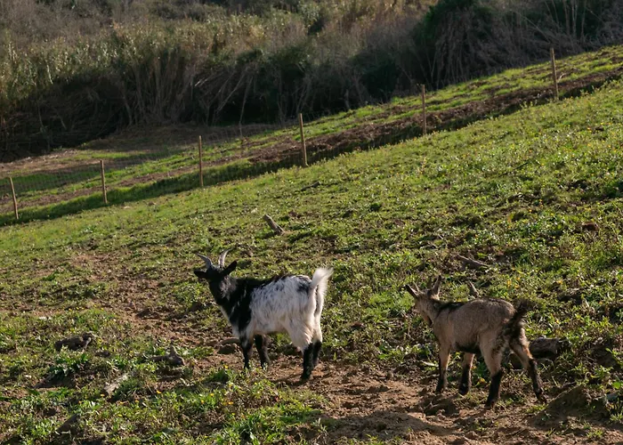 Quinta Dos Castanheiros 펜션 *
